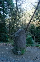 Pierre dans la forêt