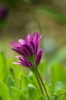Fleur