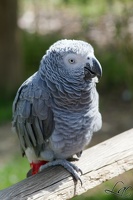 Gris du Gabon