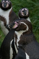 Pingouin