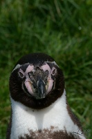 Pingouin