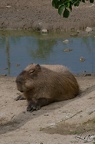 Capybara