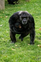 Singe