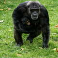 Singe