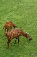 Beauval